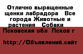 Отлично выращенные щенки лабрадора - Все города Животные и растения » Собаки   . Псковская обл.,Псков г.